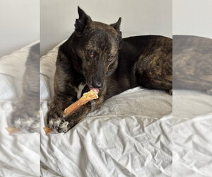 Maya - Located in Florida - Female German Shepherd Dog-Holland Shepherd Mix Dog for Adoption - Photo #9