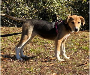 Moa - Female German Shepherd Dog-Whippet Mix Dog for Adoption - Photo #7