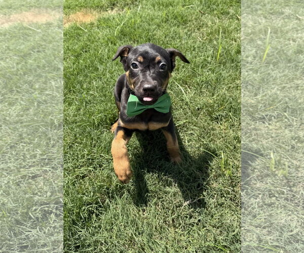 Medium Photo #2 Labrador Retriever-Unknown Mix Puppy For Sale in The Woodlands, TX, USA