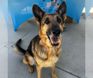 Dottie - Female German Shepherd Dog Dog for Adoption - Photo #2