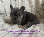 Small #14 French Bulldog