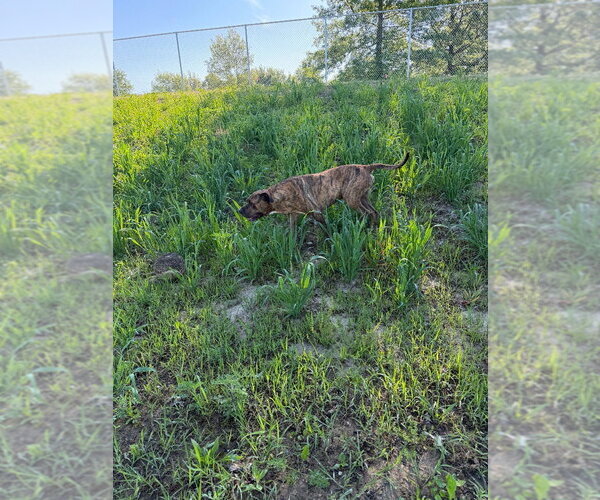 Medium Photo #6 American Staffordshire Terrier Puppy For Sale in Pierceton , IN, USA