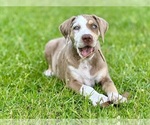 Small #9 Catahoula Leopard Dog