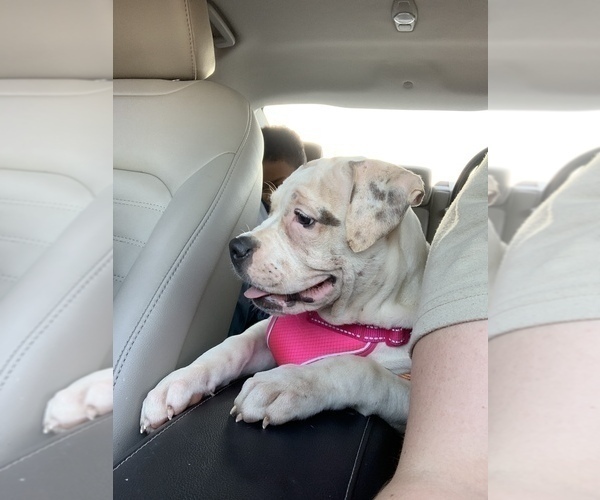 Medium Photo #4 American Bulldog Puppy For Sale in WALDORF, MD, USA