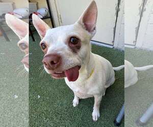 Boston Huahua Dogs for adoption in Tempe , AZ, USA