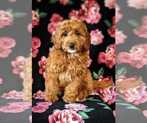 Cavapoo Puppy for sale in NEW PROVIDENCE, PA, USA