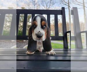 Basset Hound Puppy for sale in RUSSELLVILLE, KY, USA