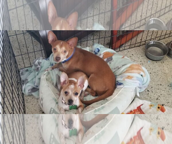 Medium Photo #2 Chihuahua-Unknown Mix Puppy For Sale in Royal Palm Beach, FL, USA