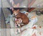Small #1 Chihuahua Mix