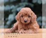 Small #1 Goldendoodle (Miniature)