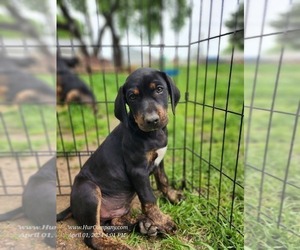 Catahoula Leopard Dog Puppy for sale in CUMBY, TX, USA