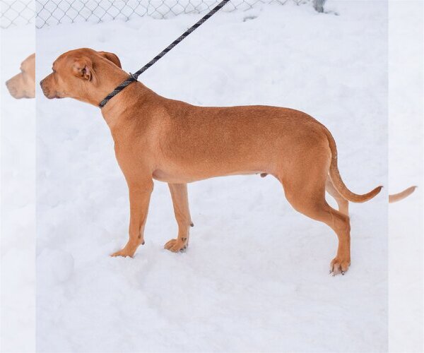 Medium Photo #5 American Staffordshire Terrier-Boxer Mix Puppy For Sale in Huntley, IL, USA