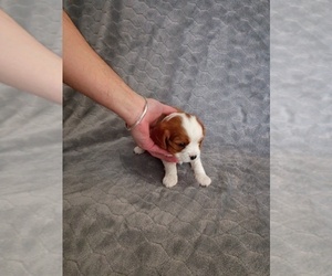 Cavalier King Charles Spaniel Puppy for sale in CHENANGO FORKS, NY, USA
