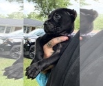 Small #4 Cane Corso
