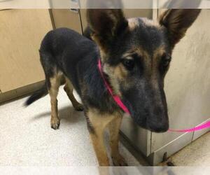 German Shepherd Dog Dogs for adoption in Riverside, CA, USA