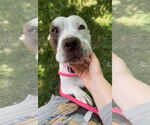 Small #4 American Staffordshire Terrier Mix
