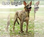 Small #2 Mutt