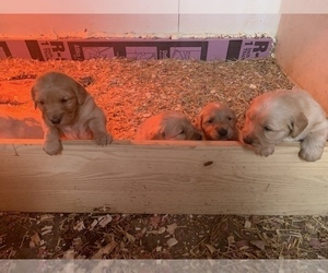 Golden Retriever Puppy for sale in BROOKSTON, IN, USA