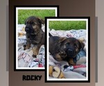 Puppy Rocky German Shepherd Dog