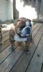 Small Photo #1 Bulldog Puppy For Sale in WOODLAND, CA, USA