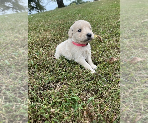 Medium Photo #9 English Cream Golden Retriever Puppy For Sale in CENTERTOWN, MO, USA