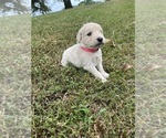 Puppy Pink English Cream Golden Retriever