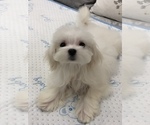 Small Photo #3 Maltese Puppy For Sale in HILO, HI, USA