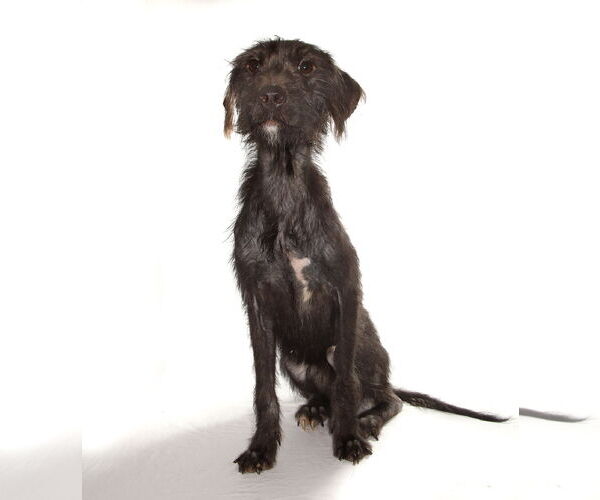 Medium Photo #3 Poodle (Miniature)-Unknown Mix Puppy For Sale in Oakland Park, FL, USA