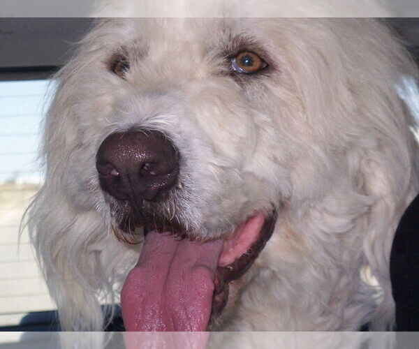 Medium Photo #3 Mutt Puppy For Sale in Lake Forest, CA, USA