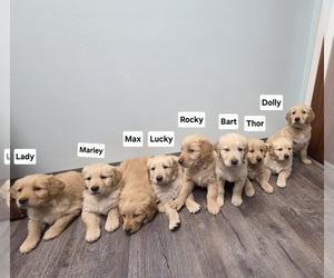 Golden Retriever Puppy for sale in MINNEAPOLIS, MN, USA