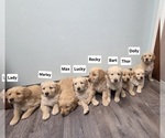 Small Golden Retriever