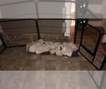 Small Photo #7 American Bulldog Puppy For Sale in HOUSTON, TX, USA
