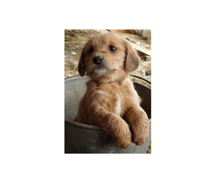 Bea-Tzu Puppy for sale in BUCKLIN, MO, USA