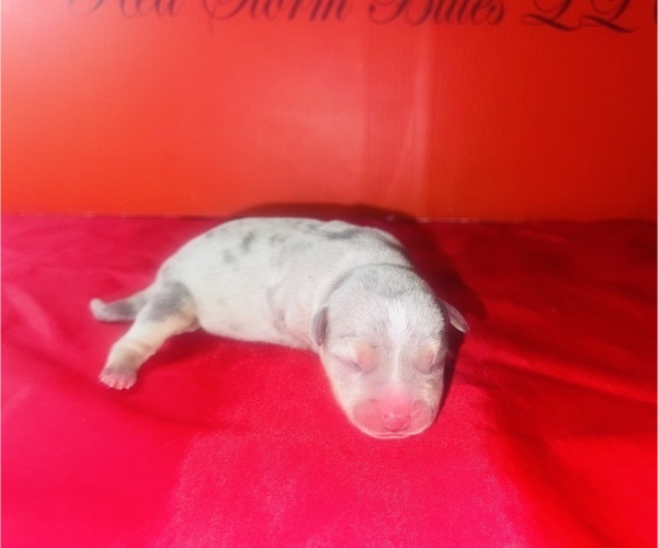 Medium Photo #2 American Bully Puppy For Sale in TRENTON, NJ, USA