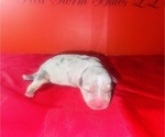 Small #1 American Bully