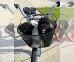 Small Photo #59 Miniature Bernedoodle Puppy For Sale in AUBURNDALE, FL, USA
