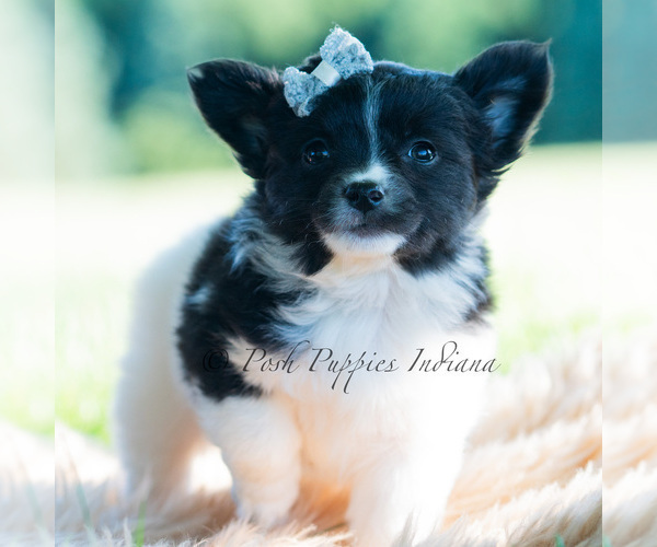 Medium Photo #116 Chihuahua Puppy For Sale in WARSAW, IN, USA