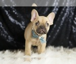 Small #4 French Bulldog