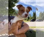 Bruno - Male Chihuahua-Unknown Mix Dog for Adoption - Small photo