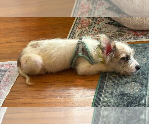 Medium Photo #4 Mutt Puppy For Sale in San Diego, CA, USA