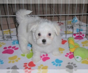 Maltese Puppy for sale in ORO VALLEY, AZ, USA