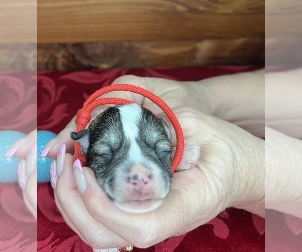 Medium Photo #3 Schnauzer (Miniature) Puppy For Sale in BIG CABIN, OK, USA