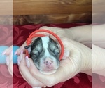 Small #2 Schnauzer (Miniature)