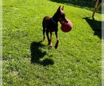 Small #12 Doberman Pinscher