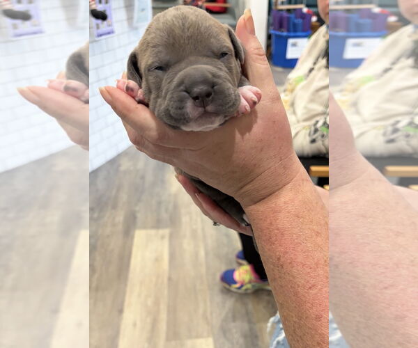 Medium Photo #2 American Bulldog-American Staffordshire Terrier Mix Puppy For Sale in Blairsville, GA, USA