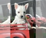 Small #3 West Highland White Terrier