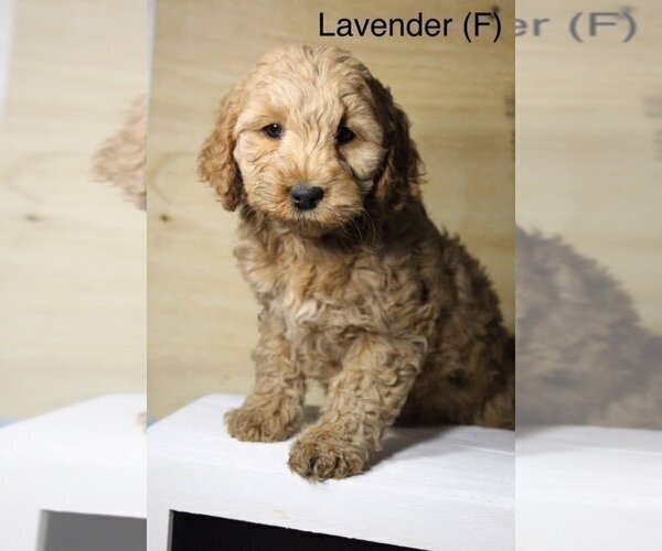 Medium Photo #2 Australian Labradoodle Puppy For Sale in REIDSVILLE, NC, USA