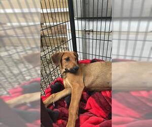 Redbone Coonhound-Unknown Mix Dogs for adoption in Houston, TX, USA