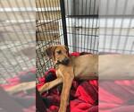 Small Redbone Coonhound Mix