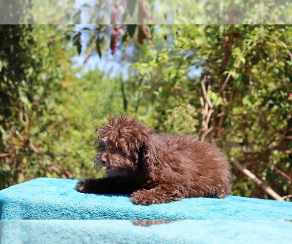 Medium Photo #16 ShihPoo Puppy For Sale in DYERSBURG, TN, USA